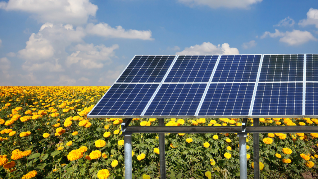 Solar panels in agriculture