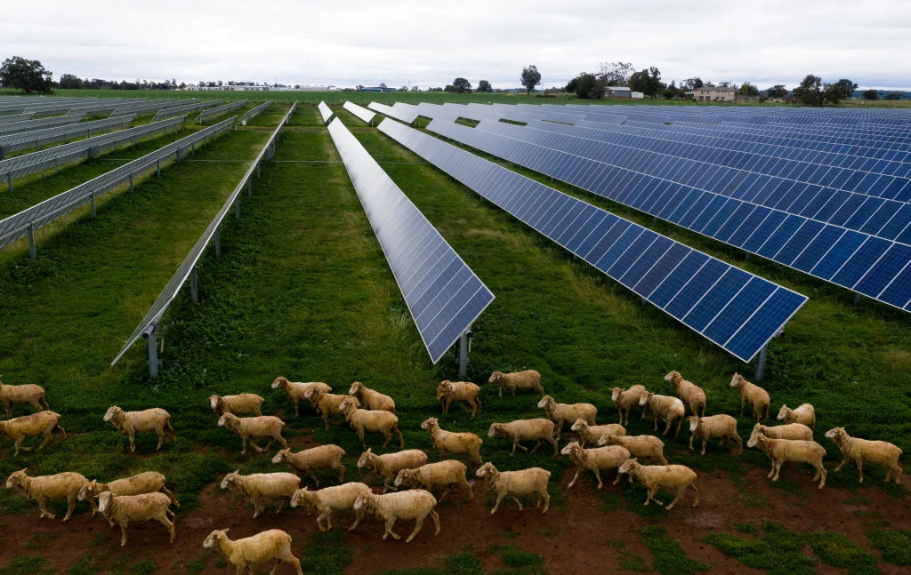 Solar panels in agriculture