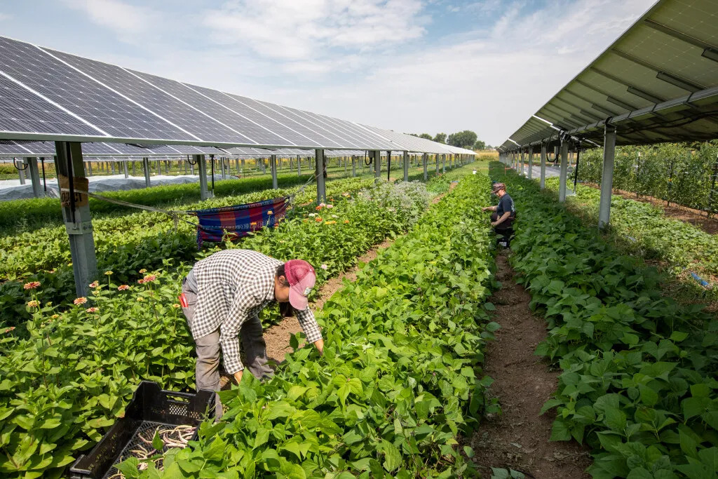 Solar panels in agriculture